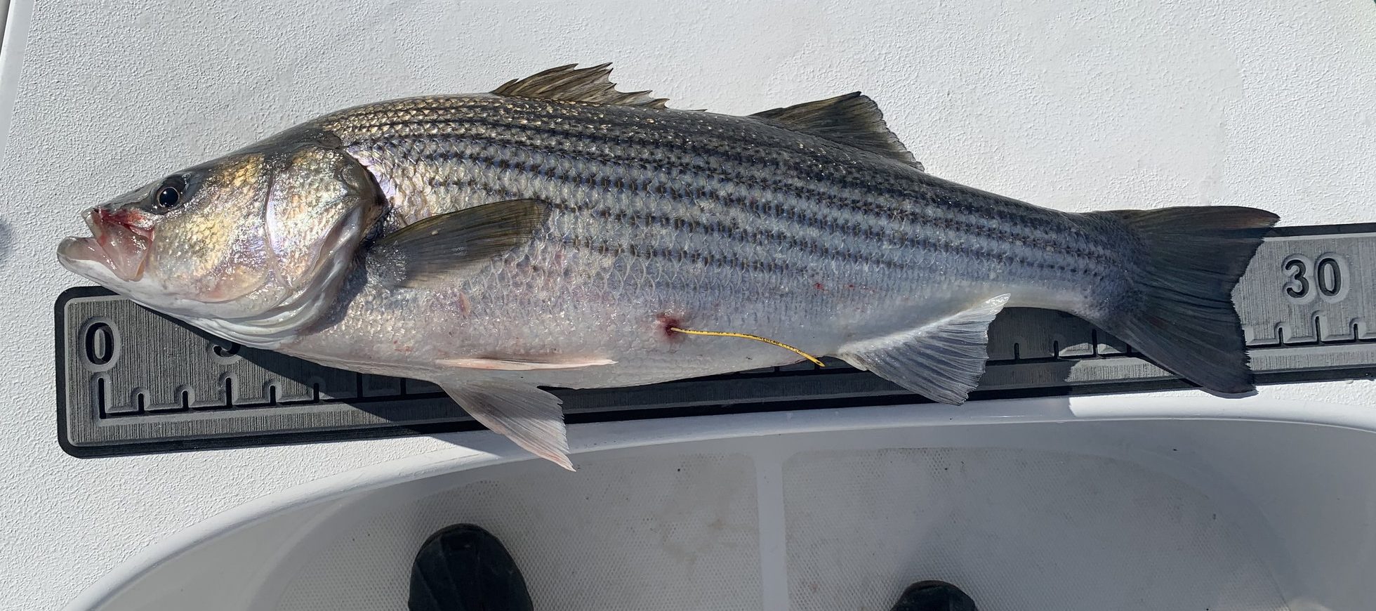 Town Hall second step in the Department of Fish and Wildlife's process to  review the proposed striped bass slot limit - NCGASA